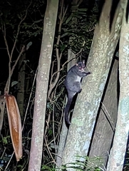 Trichosurus caninus