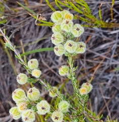 Erica capitata