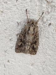 Meganephria bimaculosa