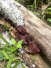 Auricularia auricula-judae