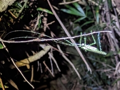 Phricta aberrans