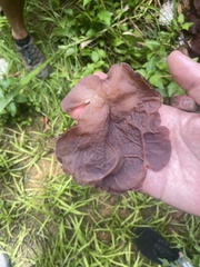 Auricularia auricula-judae