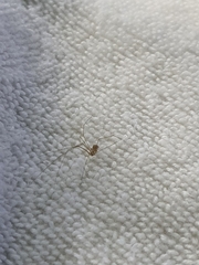 Micropholcus fauroti