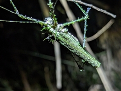 Phricta aberrans