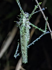 Phricta aberrans