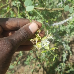 Bauhinia rufescens