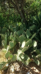 Opuntia