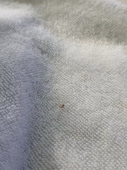 Micropholcus fauroti