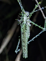 Phricta aberrans