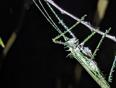 Phricta aberrans