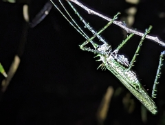 Phricta aberrans