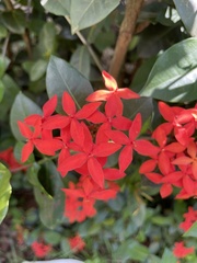 Ixora