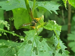 Tenthredo scrophulariae