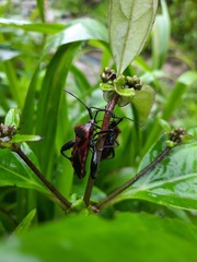 Piezogaster rubropictus