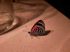Diaethria clymena