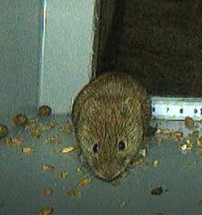 Clethrionomys glareolus