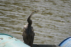 Anhinga rufa rufa