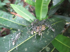 Polyrhachis sexspinosa