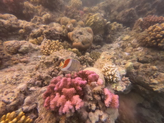 Chaetodon paucifasciatus