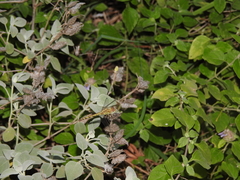 Indothemis carnatica