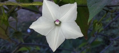 Ipomoea biflora