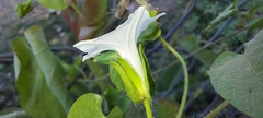 Ipomoea biflora