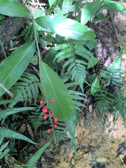 Alpinia intermedia