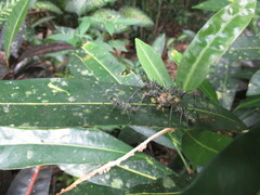 Polyrhachis sexspinosa
