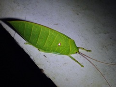 Cratioma oculatum