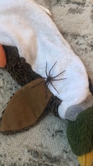 Dolomedes tenebrosus