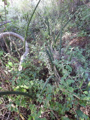 Sansevieria cylindrica