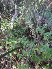 Sansevieria cylindrica