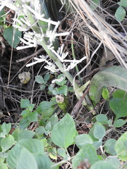 Sansevieria cylindrica