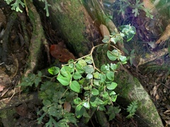 Damnacanthus indicus