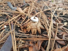 Geastrum