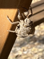 Cicadoidea