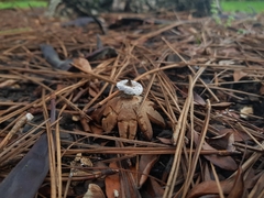 Geastrum