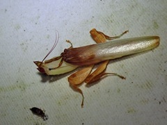 Hymenopus coronatus
