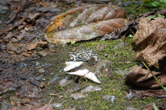 Uranothauma falkensteinii