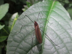 Eriocera