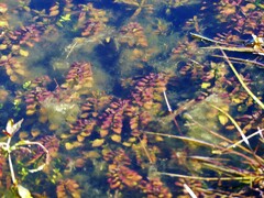 Ludwigia repens