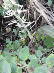Sansevieria cylindrica