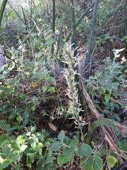Sansevieria cylindrica