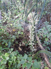 Sansevieria cylindrica