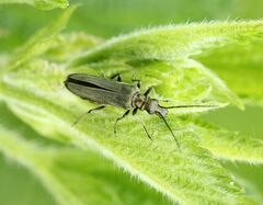 Oedemera virescens