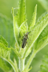 Oedemera virescens