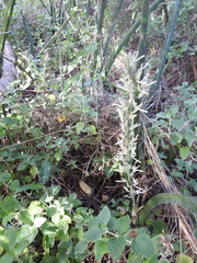 Sansevieria cylindrica
