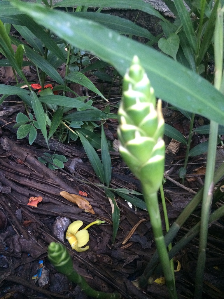 Zingiber officinale, Catalunan Pequeno, Davao City, Davao City, Davao Del Sur, PH