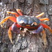 Red Land Crab - Photo Bhny, no known copyright restrictions (public domain)
