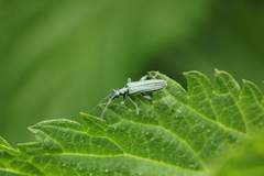 Oedemera